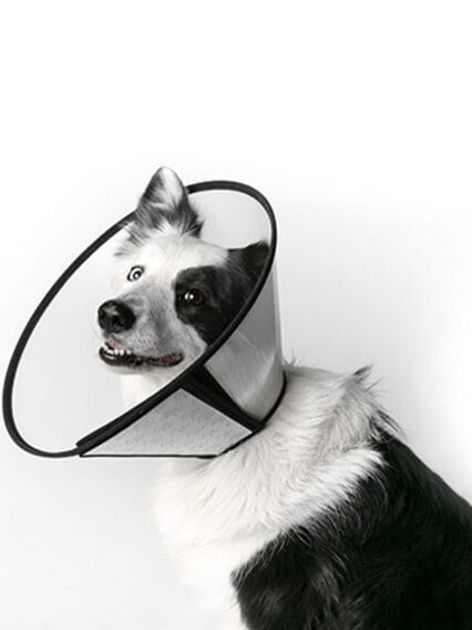 COLLARE CHIRURGICO CON VELCRO E BORDATURA